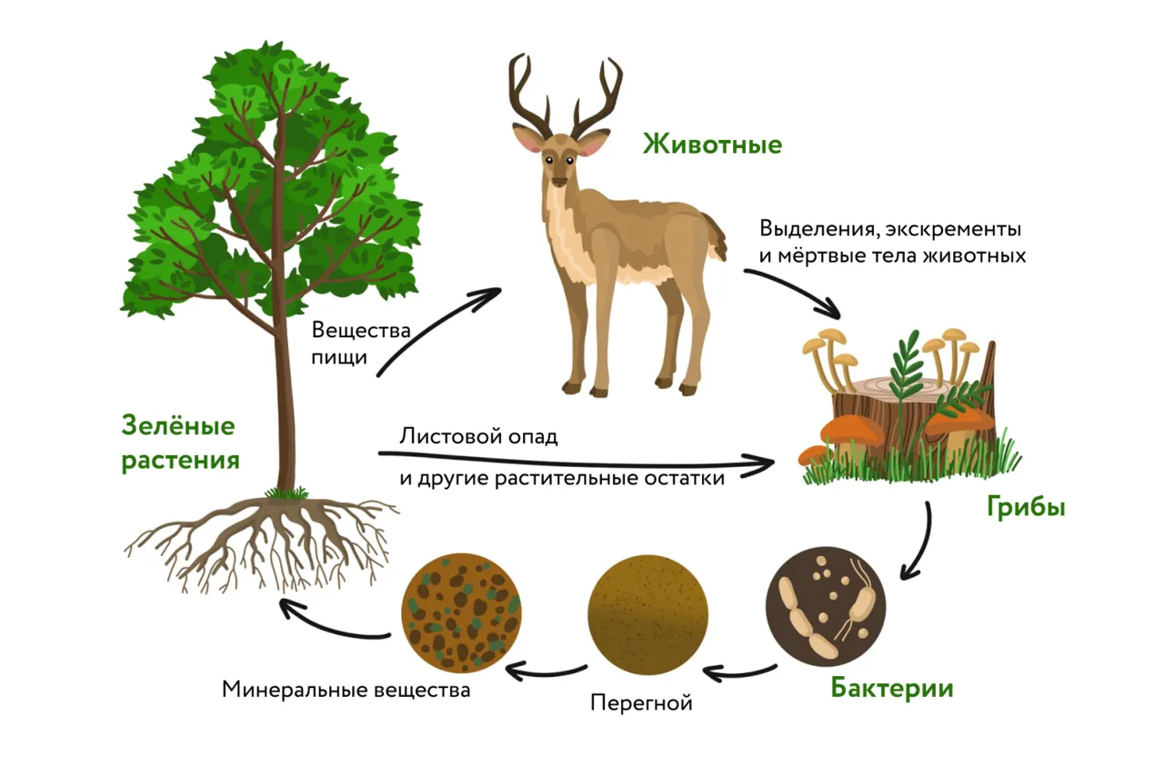 Примеры цепей питания в разных лесах image