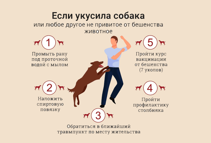 Что делать, если укусила собака, опасность укуса и как этого избежать image