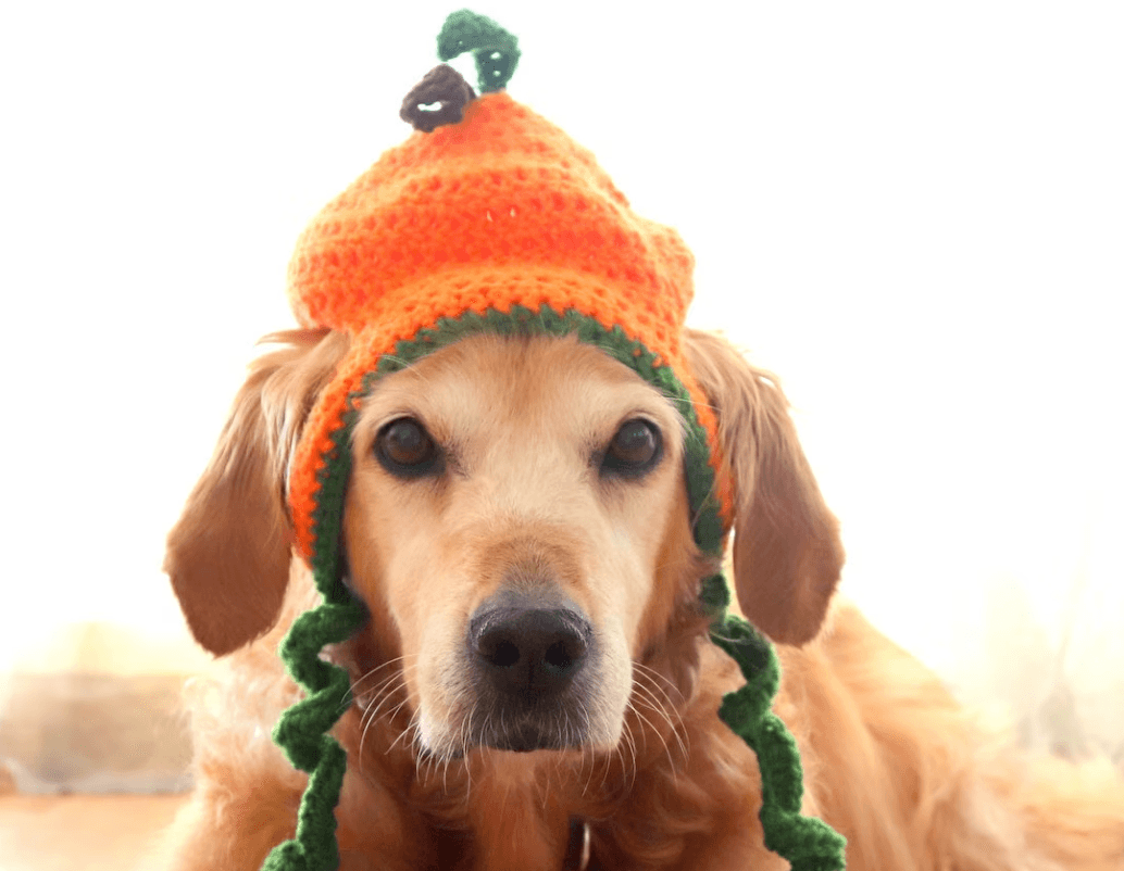 Dog Halloween Hats preview