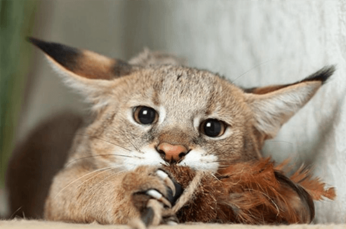 Кошка чаузи - мини-пума в вашем доме image