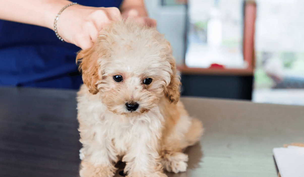 How many vaccinations do puppies need? preview