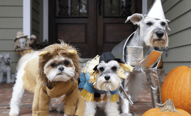 Best Dog Costumes image