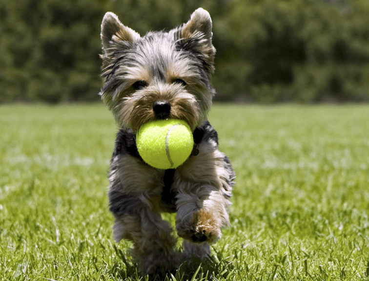 Best Toys For Yorkies image
