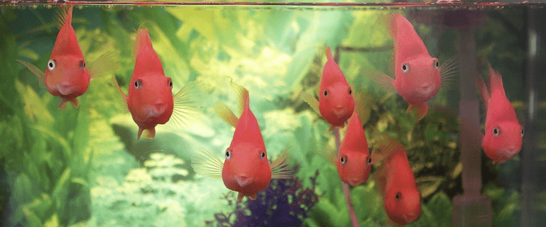 The Best Fish Tanks & Aquariums For Home image