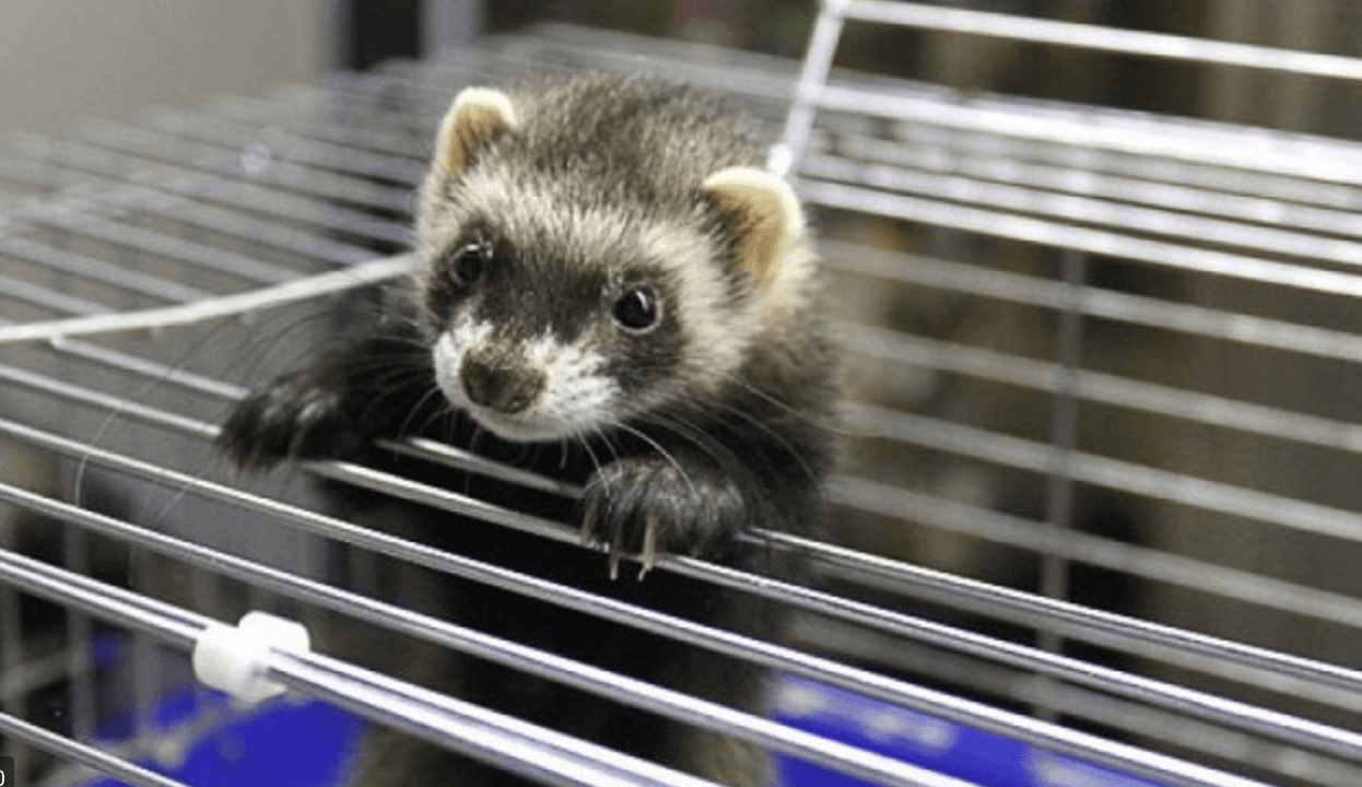 Как соорудить клетку для хорька? image