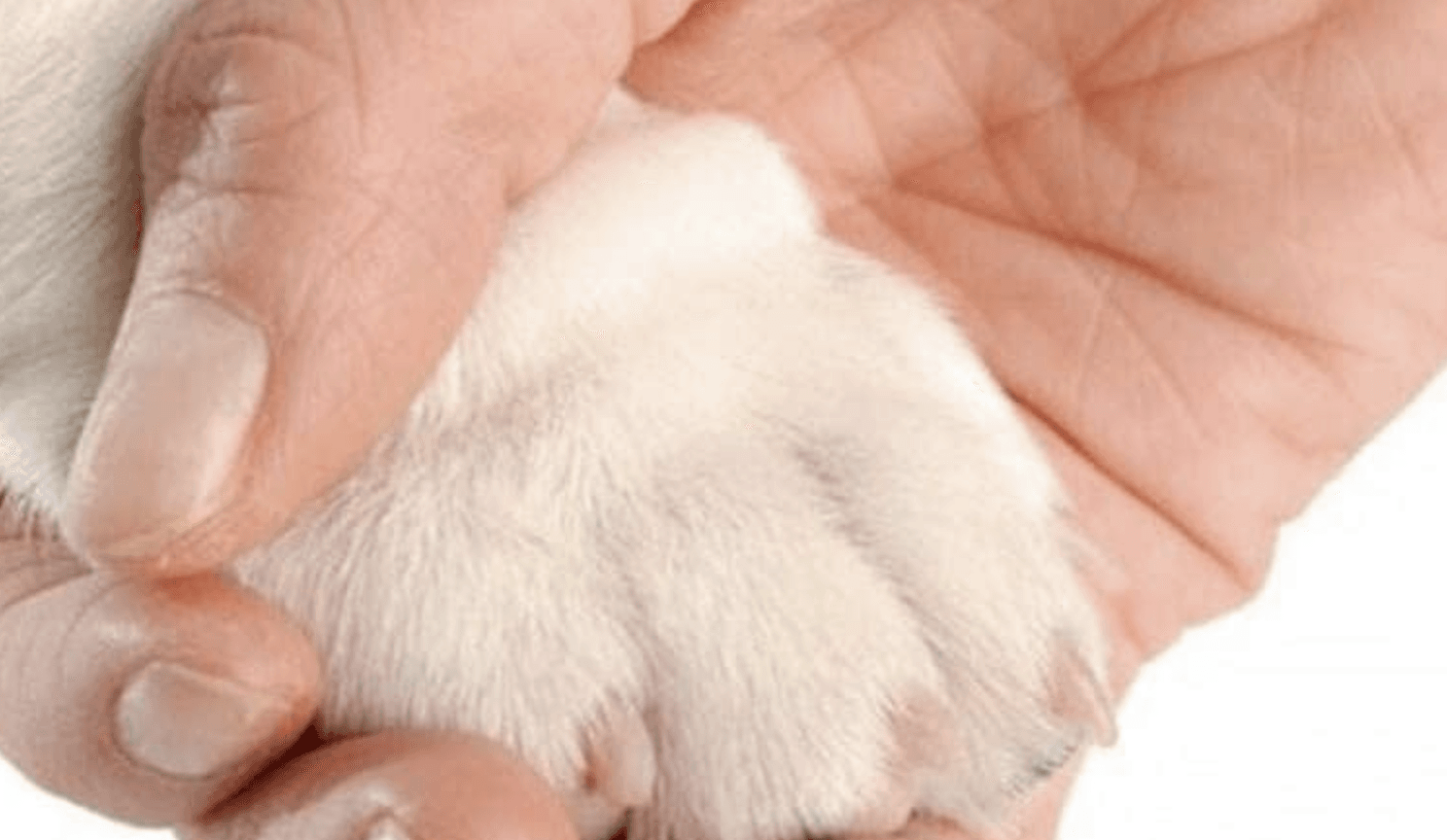 Best Dog Nail Clippers & Trimmers preview