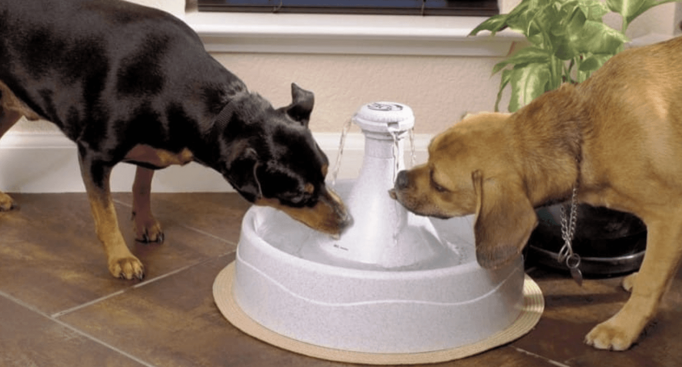 Best Dog Water Fountain image