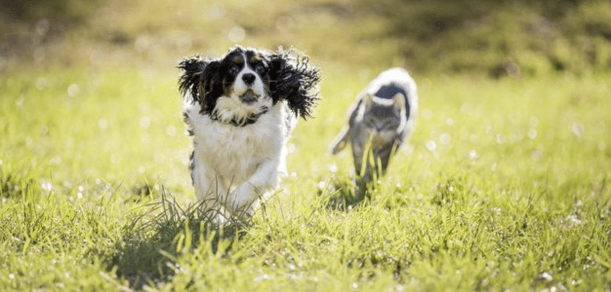 Best GPS Trackers for Cats and Dog image