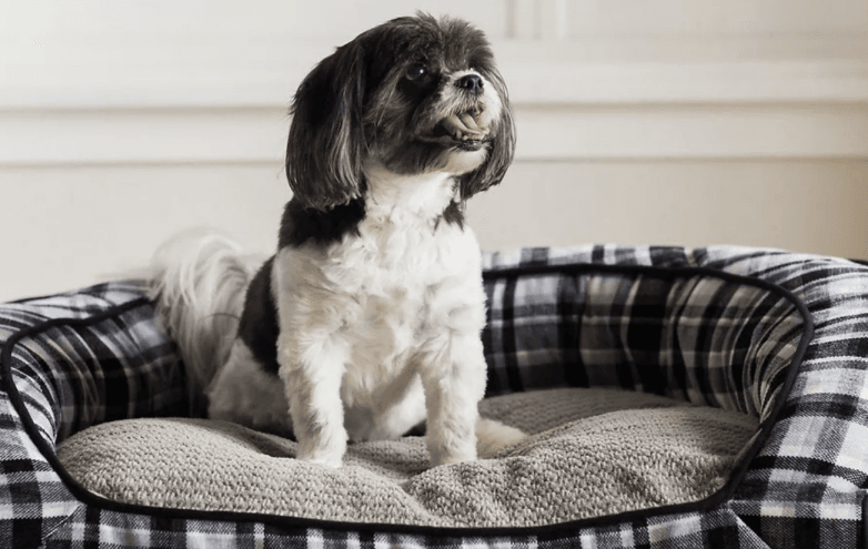 Best Dog Sofa Beds Furniture image