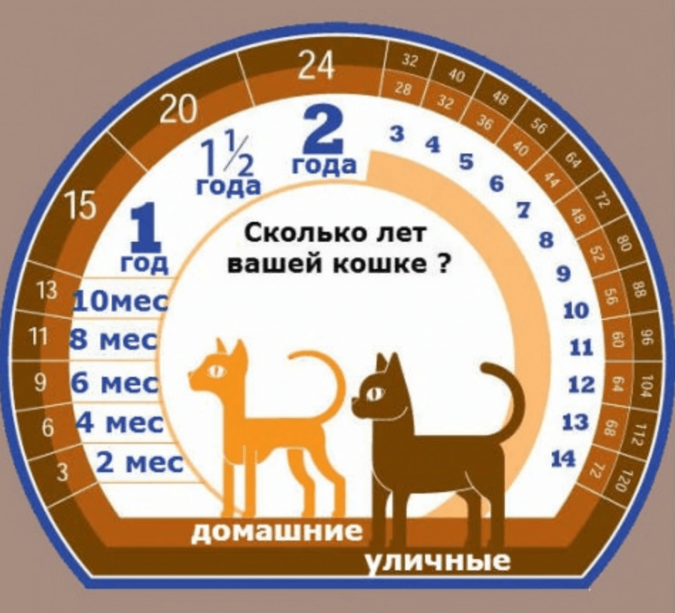 Как определить возраст кошки по человеческим меркам image