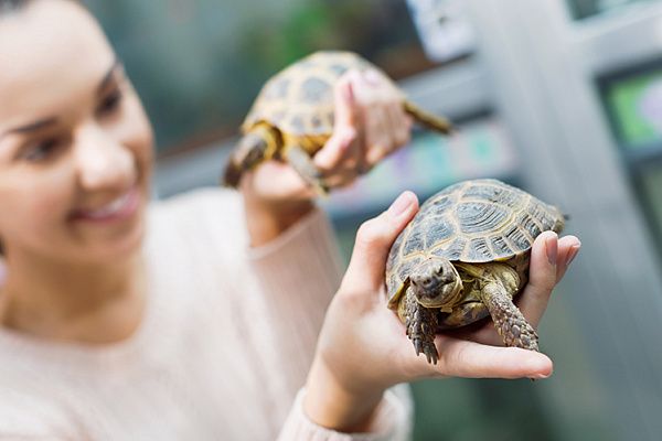 Сколько в домашних условиях может жить черепаха? image