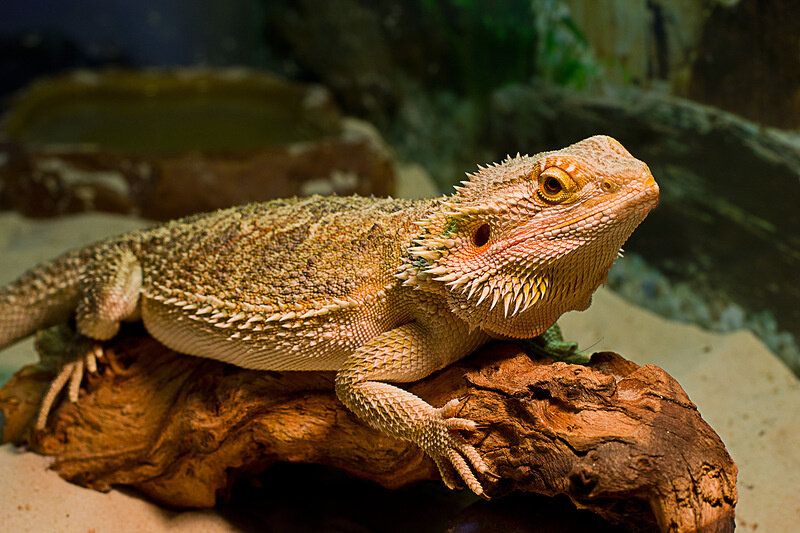 Сколько живут бородатые агамы image