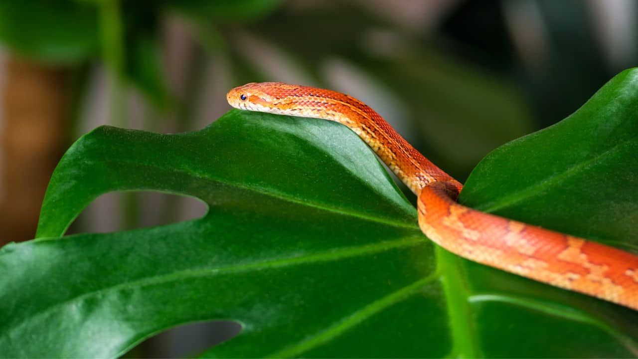 How Many Poisonous Snakes Are in Hawaii? preview