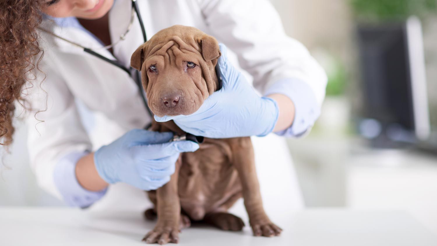 Собака часто писает, цистит: симптомы, лечение и профилактика image