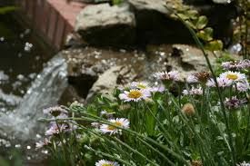 Spring Maintenance for Your Pond image