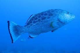 That's Amore! Fish Mating Behavior image
