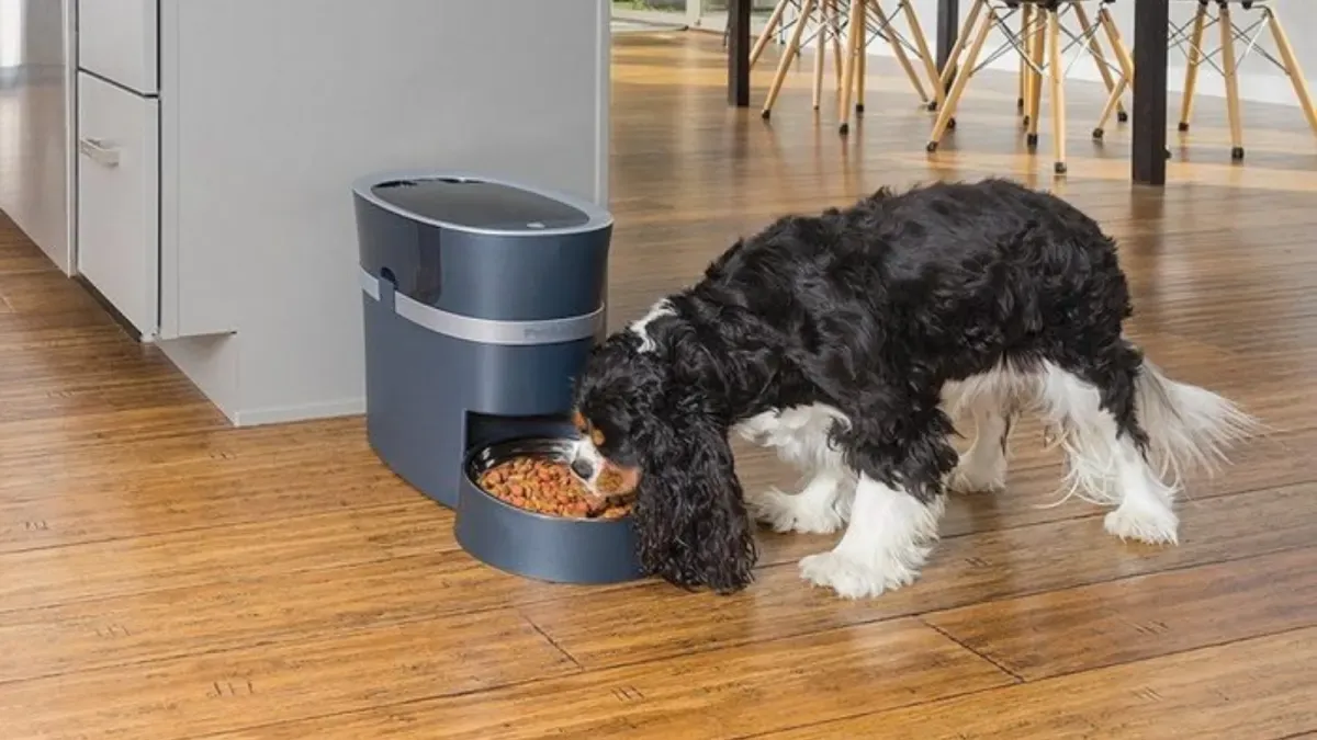 The Best Automatic Feeders for Dogs preview