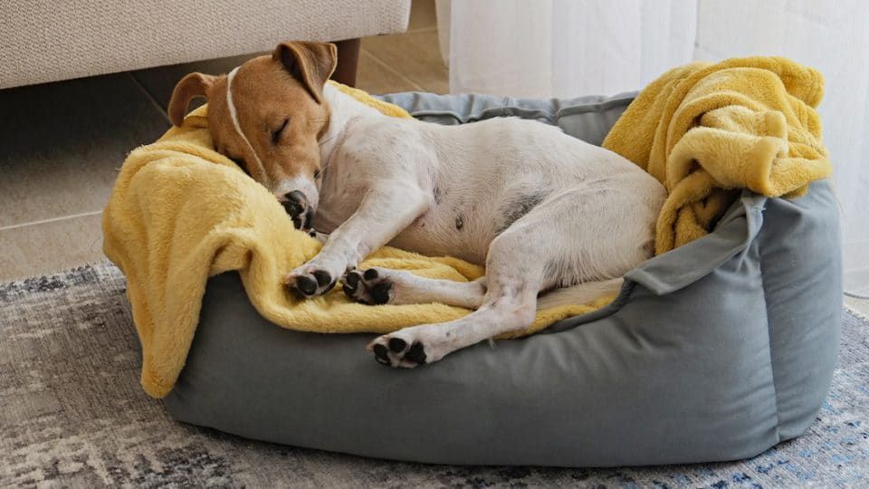 The Best Memory Foam Dog Beds image