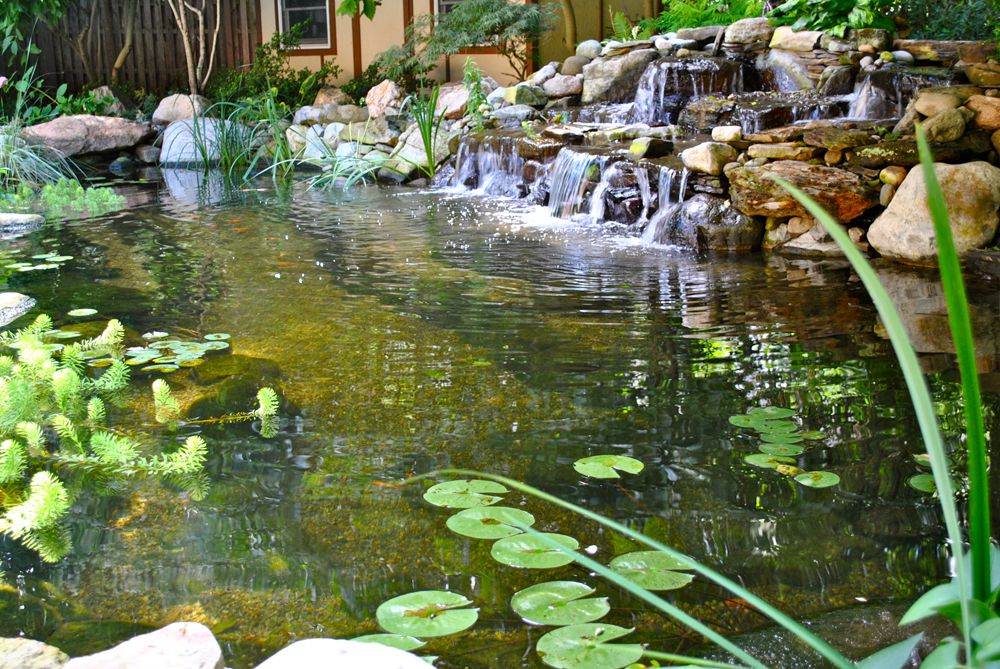 The Difference Between a Water Garden and a Koi Pond image
