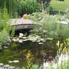 The Doc's Prescription - Seasonal Information from The Pond Doc image