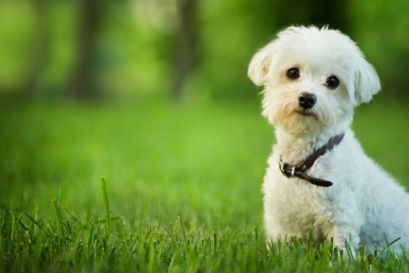 Top 150 Popular Girl Dog Names image