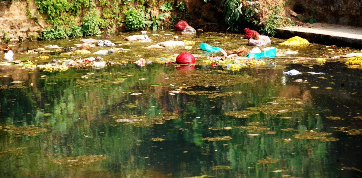 Turn Your Pond into a Cess Pool - In One Easy Lesson! image