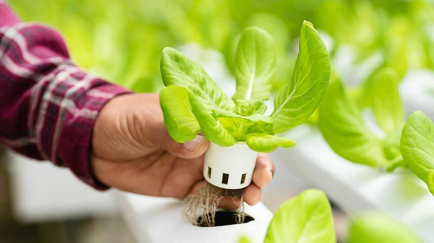 Vegetable Filtration -- The Complete Story image