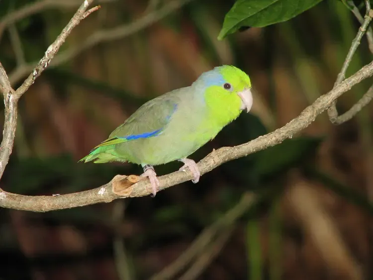 Воробьиный попугай preview