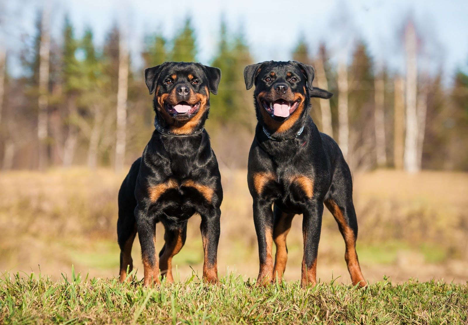 What Dogs Are Illegal in California? image