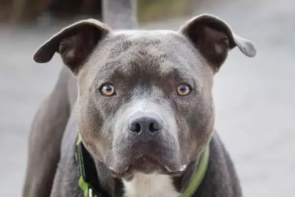 What Dogs Are Illegal in Canada? image