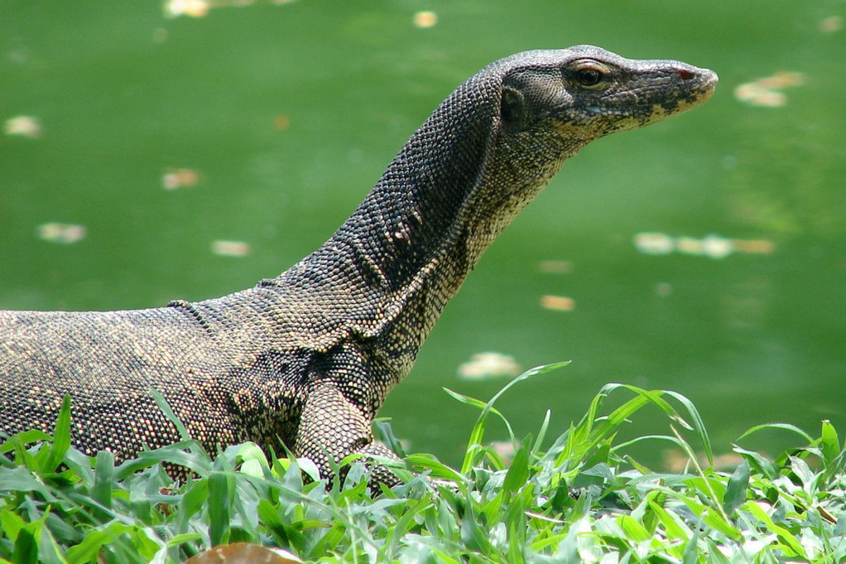 What Exotic Animals Are Legal in California? preview