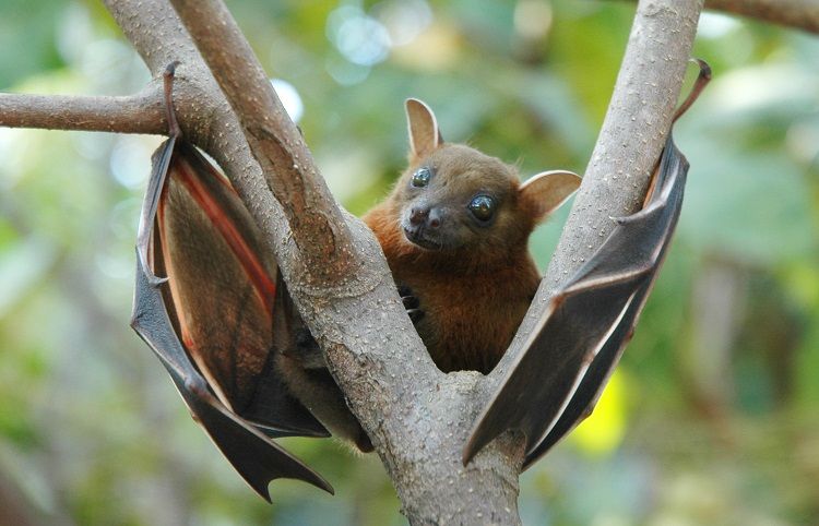 What Exotic Animals Are Legal in Florida? image