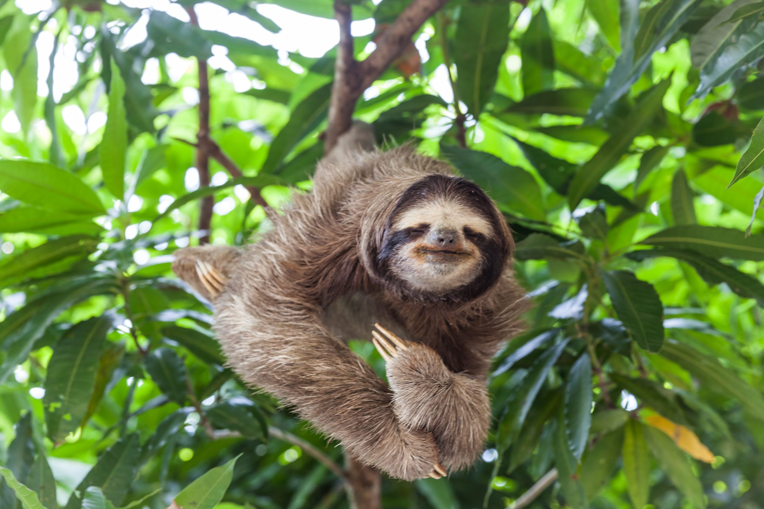 What Exotic Animals Are Legal in Georgia? image