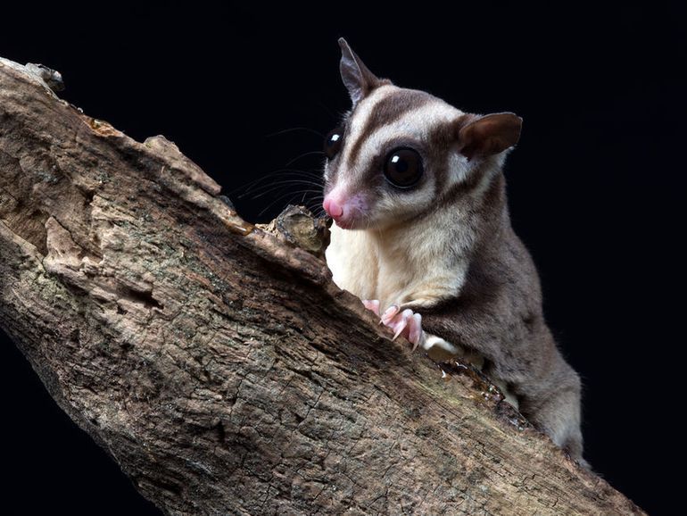 What Exotic Animals Are Legal in Hawaii? preview