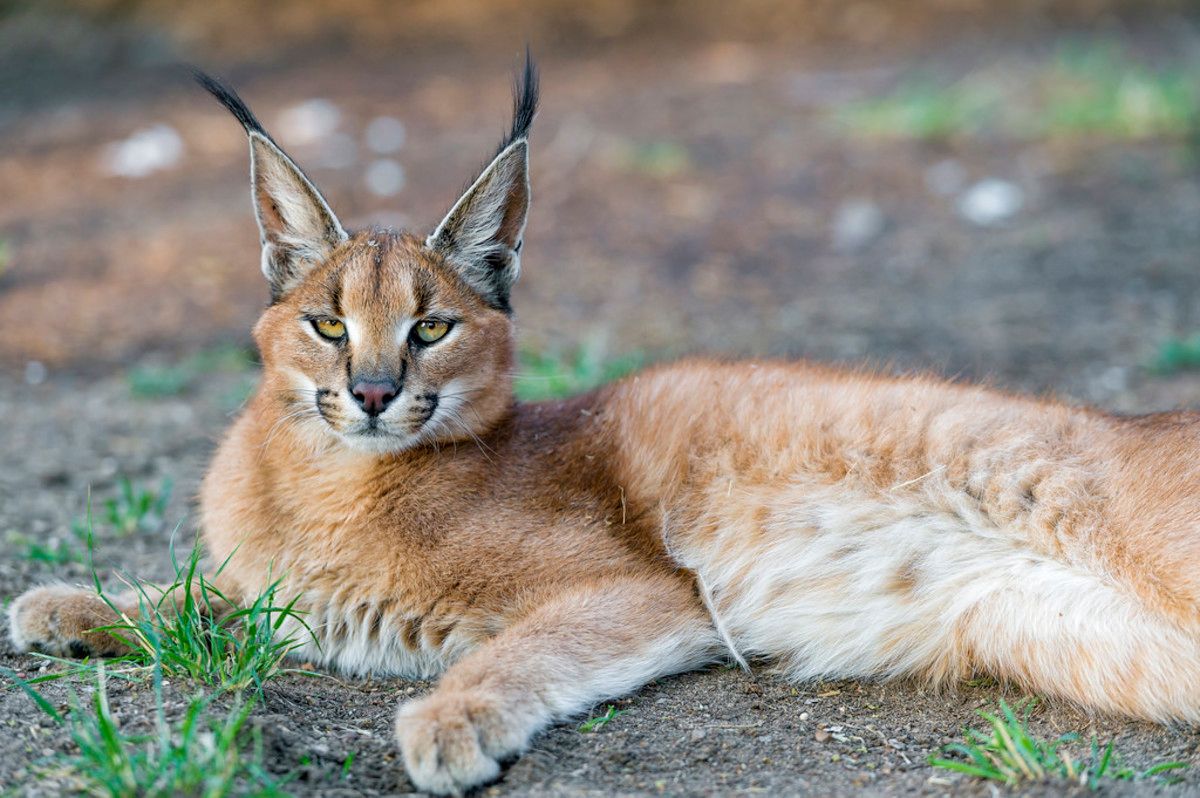 What Exotic Animals Can You Own in Alabama? image
