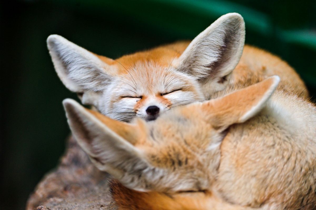 What Exotic Animals Can You Own in Wyoming? image