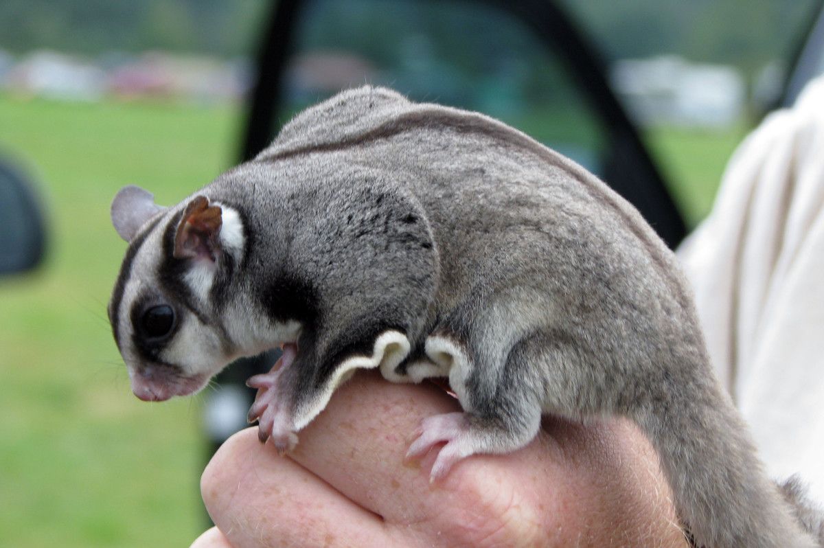 What Exotic Pets Are Legal in Arizona? image