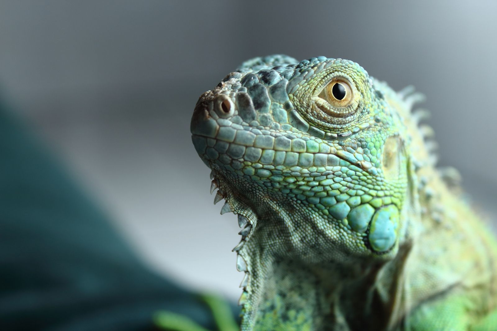What Exotic Pets are legal in Arkansas? image