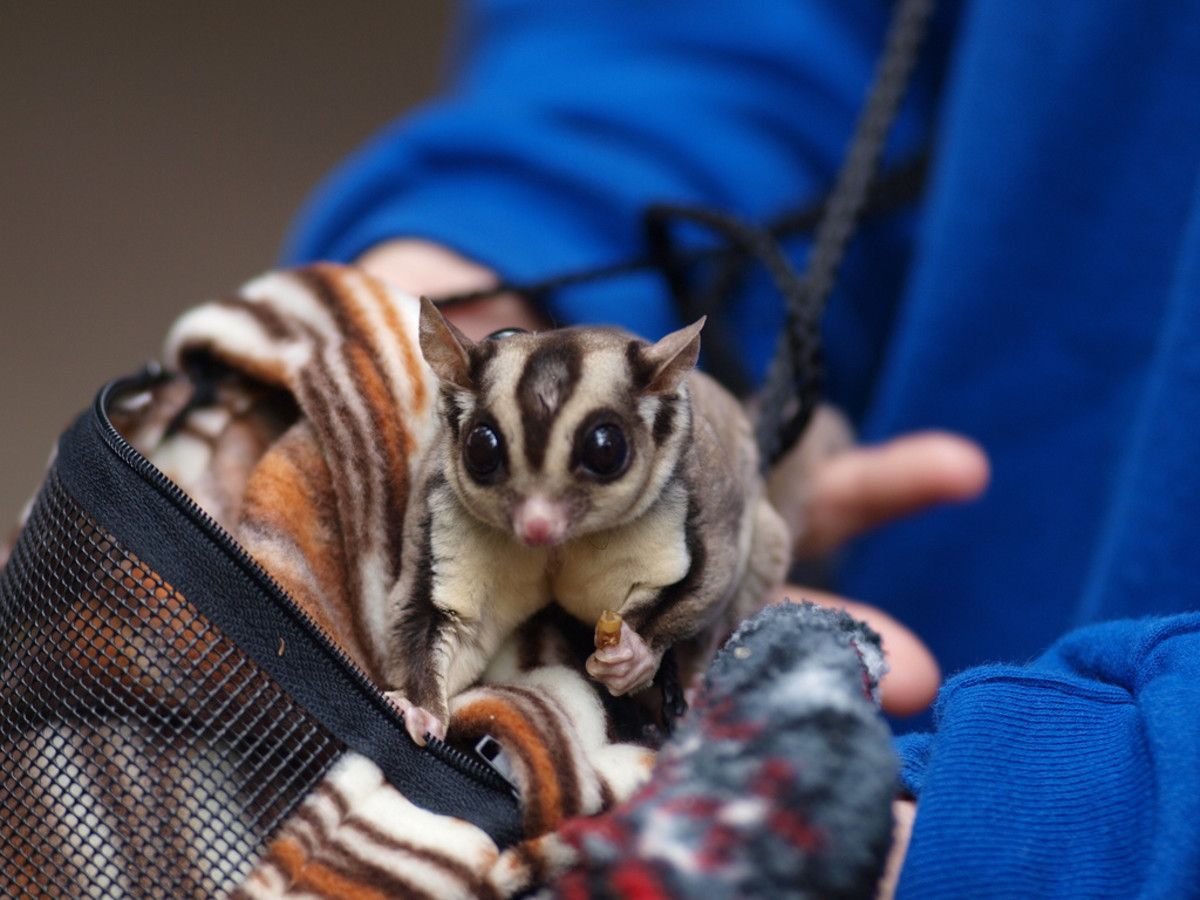 What Exotic Pets are Legal in Illinois? image