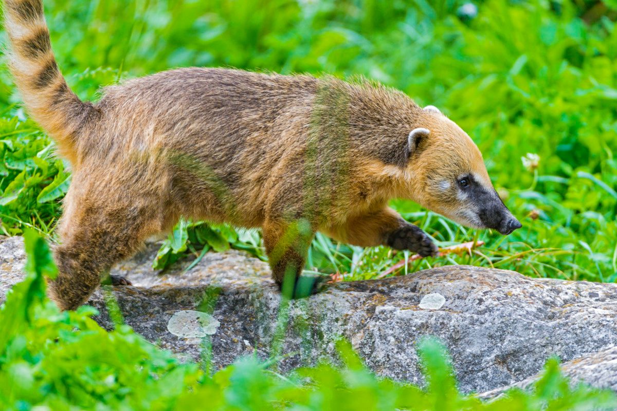 What Exotic Pets Are Legal in Iowa? image