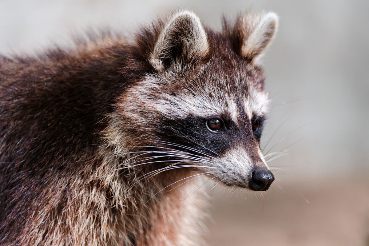 What Exotic Pets are Legal in Kansas? image