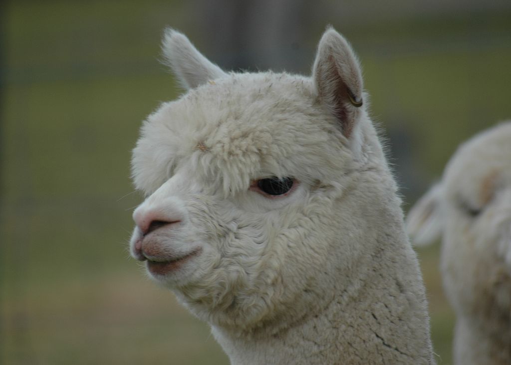 What Exotic Pets are Legal in Kentucky? image