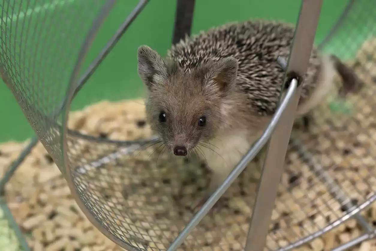 What Exotic Pets are Legal in Louisiana? preview