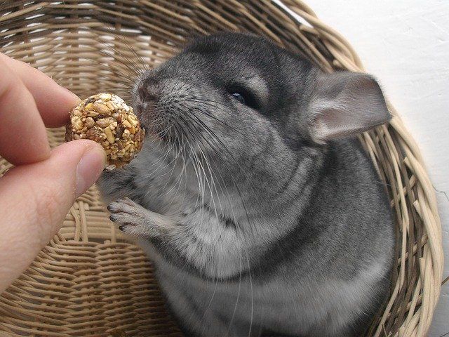 What Exotic Pets are Legal in Maryland? preview