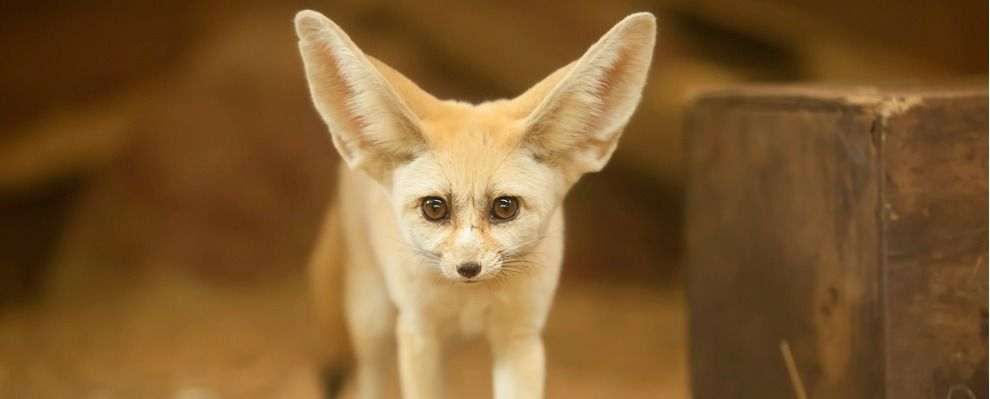 What Exotic Pets are Legal in Massachusetts? preview