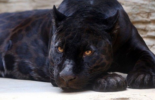 What Exotic Pets are Legal in Michigan? preview