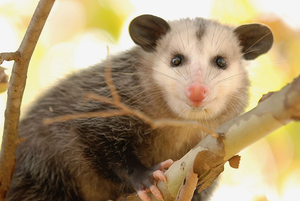 What Exotic Pets are Legal in Mississippi? image