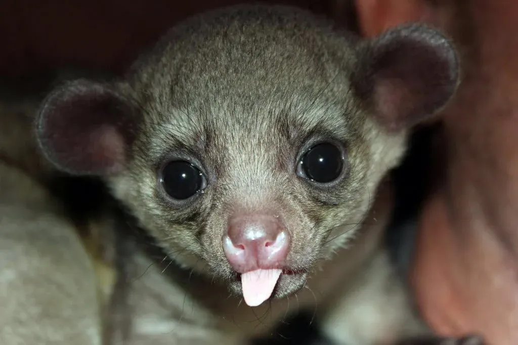 What Exotic Pets are Legal in Montana? preview