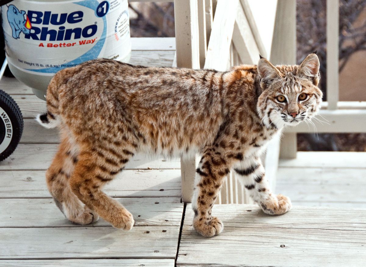 What Exotic Pets are Legal in Nebraska? preview