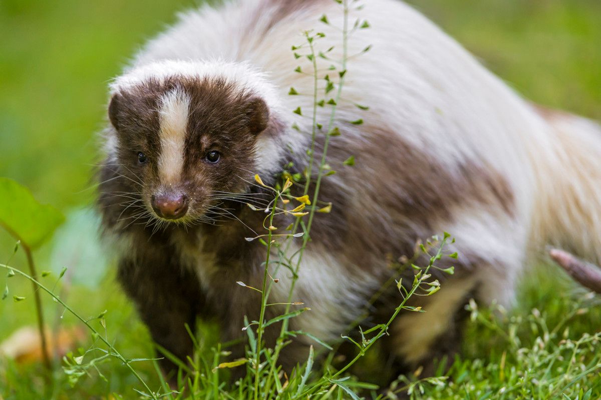 What Exotic Pets are Legal in New Hampshire? image